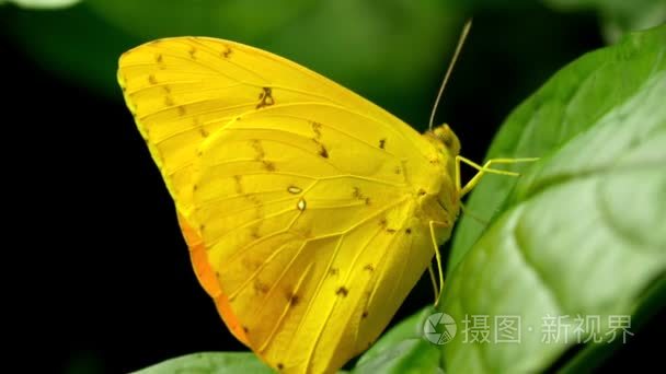 小蝴蝶应用免费下载(小蝴蝶手机app不能用了)下载